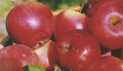 Сорт яблони анис алый