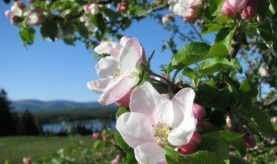 Яблоня орлинка цветение