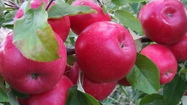 Сорт яблони Айдаред, описание, характеристика и отзывы, а также особенности выращивания данного сорта