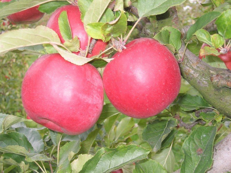 Сорт яблони айдаред