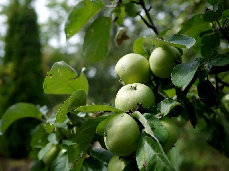 Сорт яблони свердловчанин
