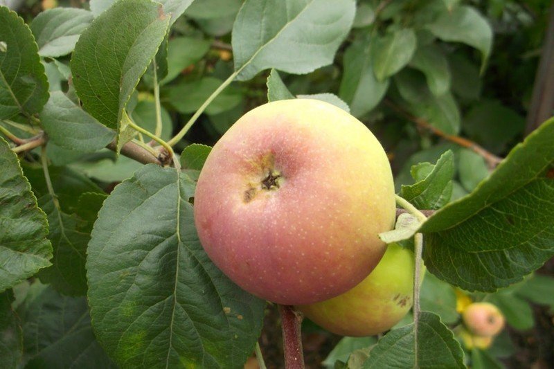 Сорт яблони джемини