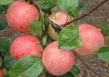 Саженцы яблоня пепин шафранный