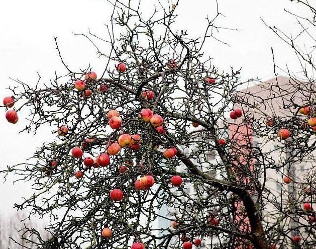 Фроловское зимнее яблоня