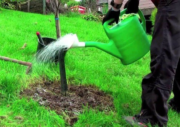 Садовник поливает дерево