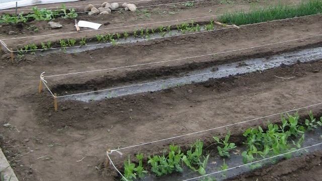Грядки по Митлайдеру: технология невиданного урожая