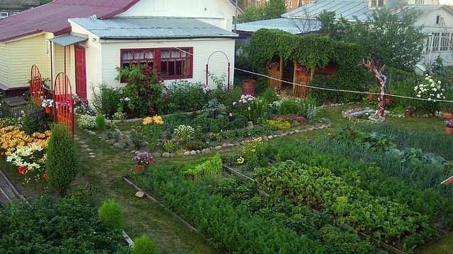 Красивый огород на даче