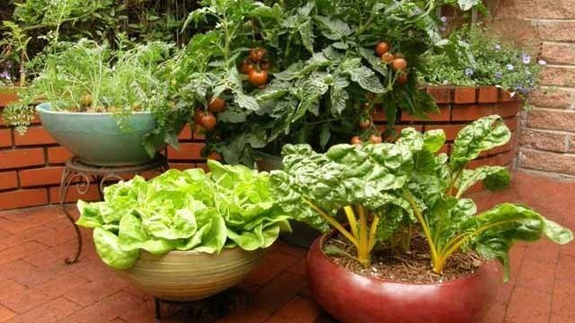 Теневыносливые овощи для огорода