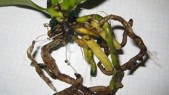 Способы быстрого наращивания корней у Орхидей дома для высадки