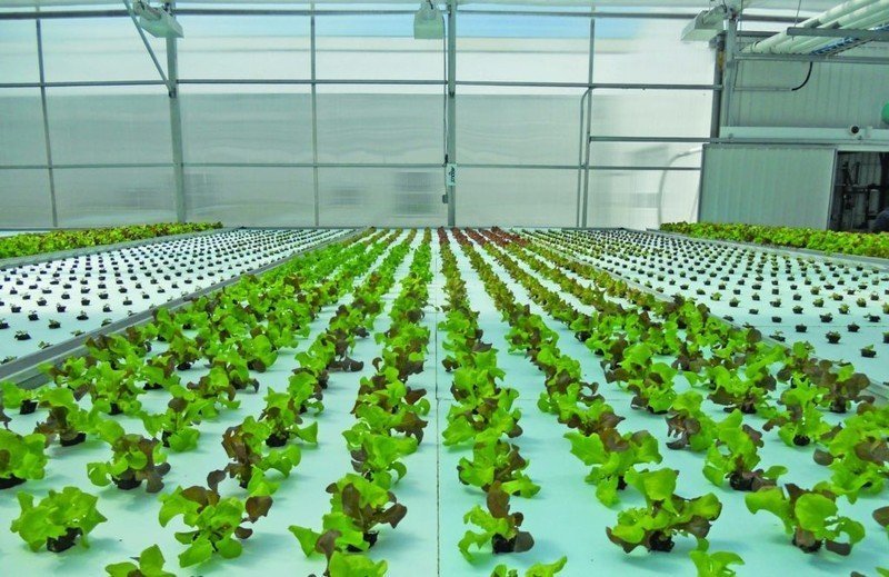 Выращивание овощей в искусственных условиях