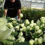 Как выращивать розы в теплице на продажу пошагово