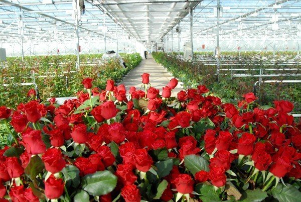 Тепличный комплекс арамильская роза