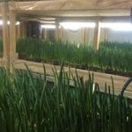 Выращивание зелени в теплице рентабельность