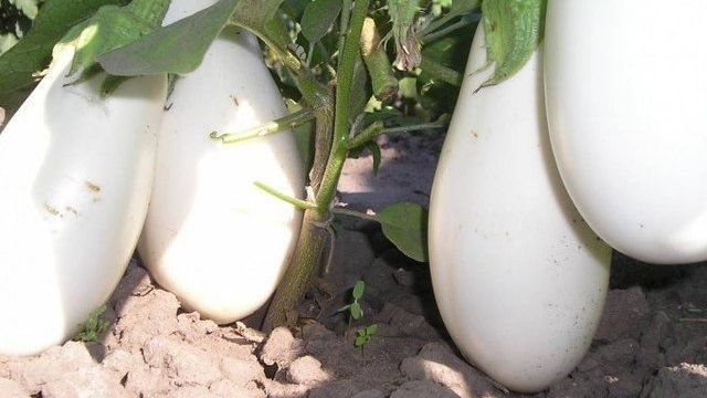 Белый баклажан Бибо: характеристика, агротехника выращивания