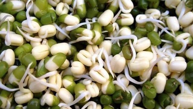 Получаем кладезь витаминов из боба — как прорастить фасоль в домашних условиях или вырастить её в открытом грунте
