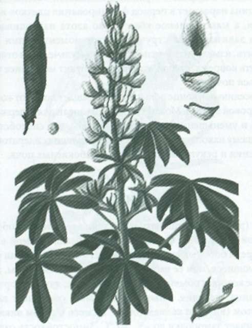 Люпин ботаническая иллюстрация
