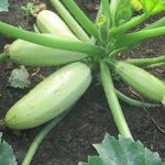 Как сажать кабачки в открытый грунт семенами и рассадой?
