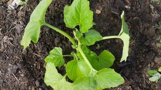 Выращивание кабачков в открытом грунте: посадка, правила ухода и особенности агротехники, полезные советы