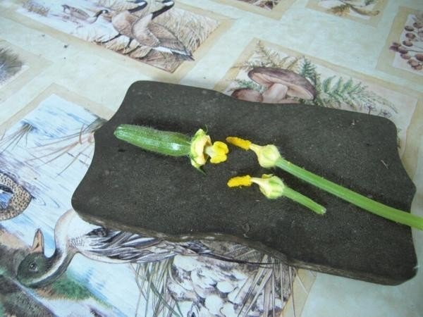 Мужской и женский цветок кабачка