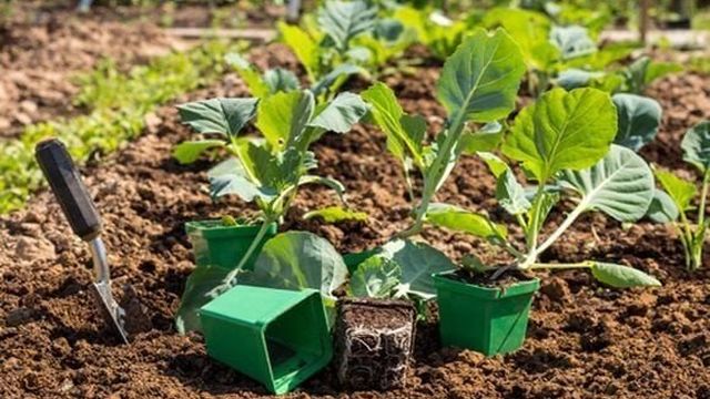 Как вырастить рассаду капусты в домашних условиях