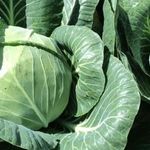 Описание и характеристика сорта капусты “Ринда”