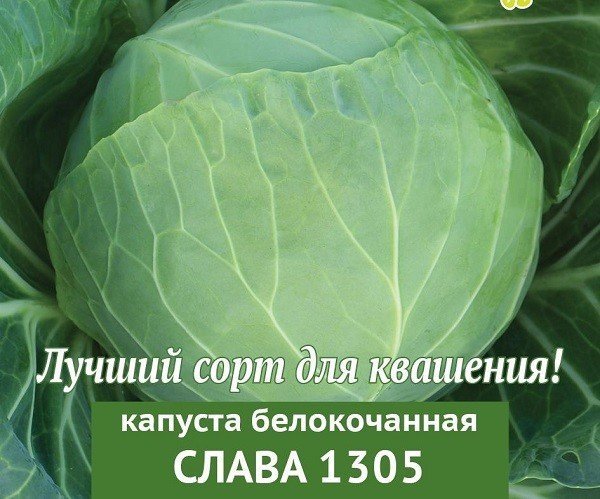 Капуста белокочанная сорт слава