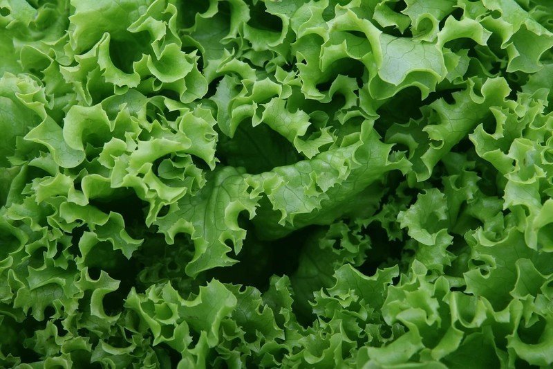 Виды листового салата