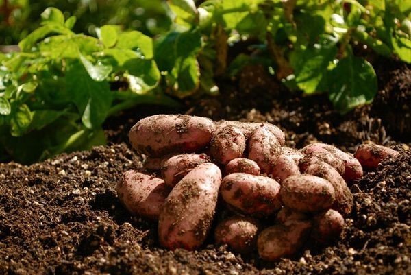 Агротехническое возделывания картофеля