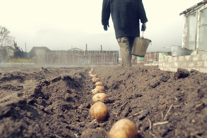 Посадка картофеля в поле