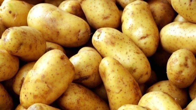 О картофеле Азарт: описание семенного сорта, характеристики, агротехника
