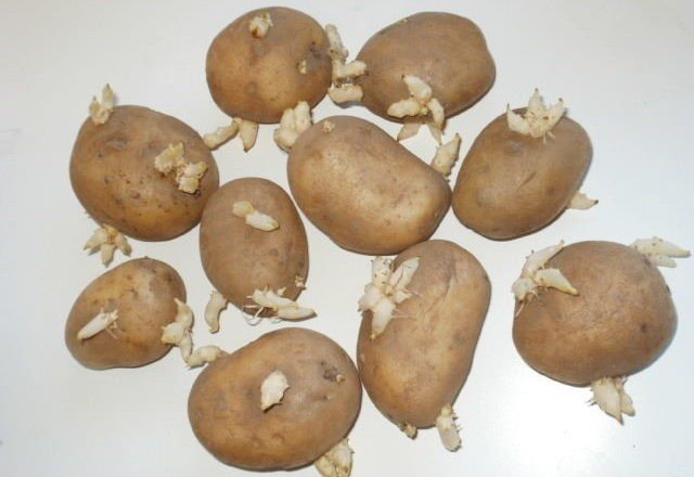 Семена картофеля ермак клубни