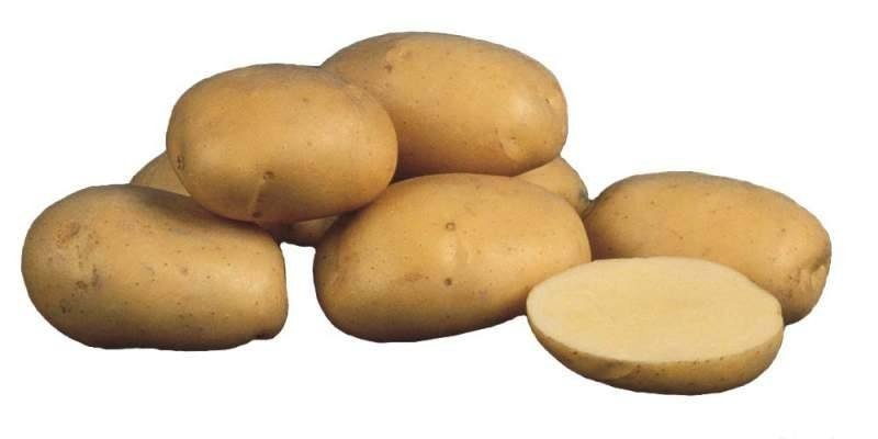 Сорт картофеля леди клер