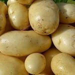 Картофель Импала: характеристики раннего сорта, отзывы тех, кто сажал
