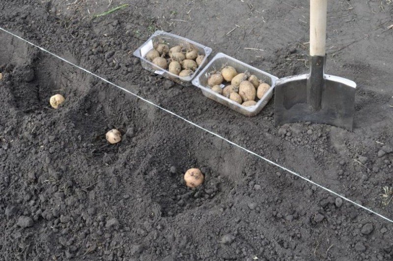 Глубина посадки картофеля под лопату