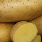 Картофель Императрица: характеристика и особенности выращивания сорта