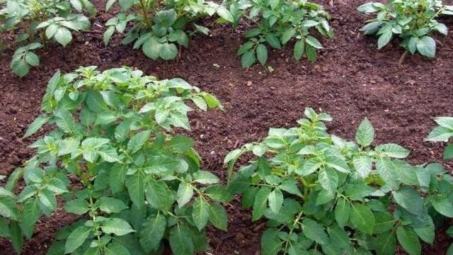 Картофель Ред Леди: описание и характеристика сорта, урожайность, отзывы, фото