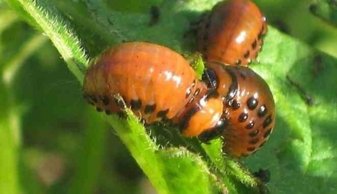Оранжевые личинки колорадского жука