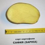 Картофель софия описание сорта фото отзывы