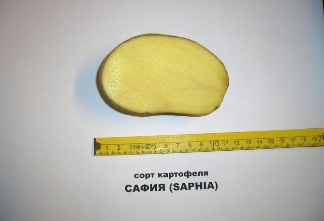Сорт картофеля дезире