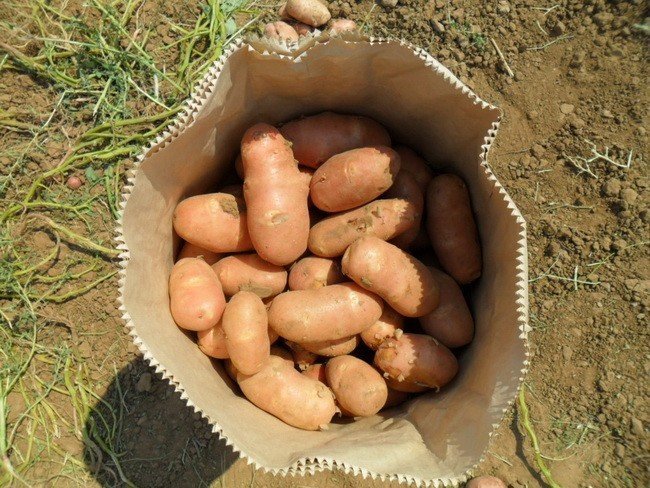 Картофель сорт рябуха