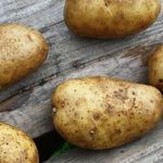 Картофель «Удача»: характеристика и описание сорта, выращивание, отзывы