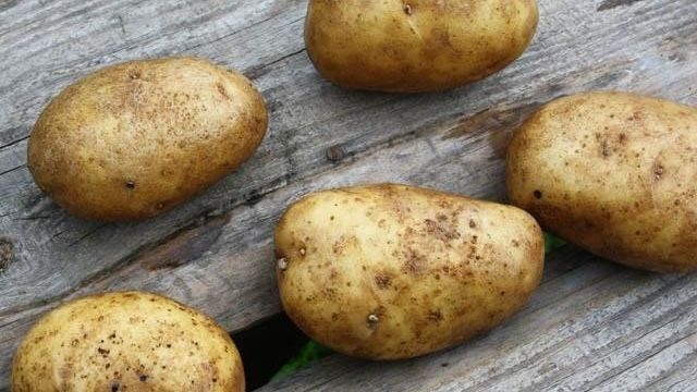 Картофель «Удача»: характеристика и описание сорта, выращивание, отзывы