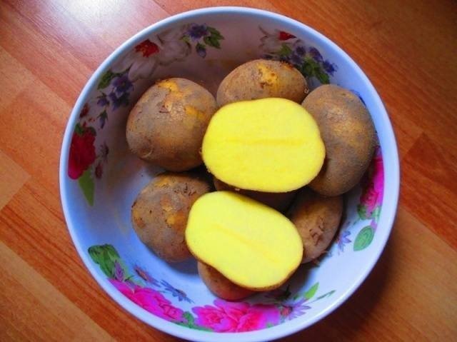 Картофель сорт «вятка»