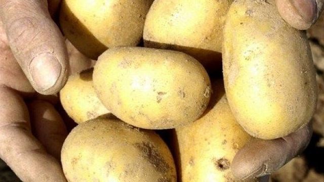 Сорт картофеля Уладар: описание, посадка и уход