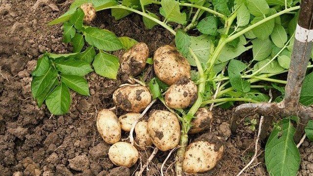 О картофеле Взрывной: описание семенного сорта, характеристики, агротехника