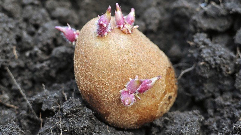 Картошка прорастает в земле