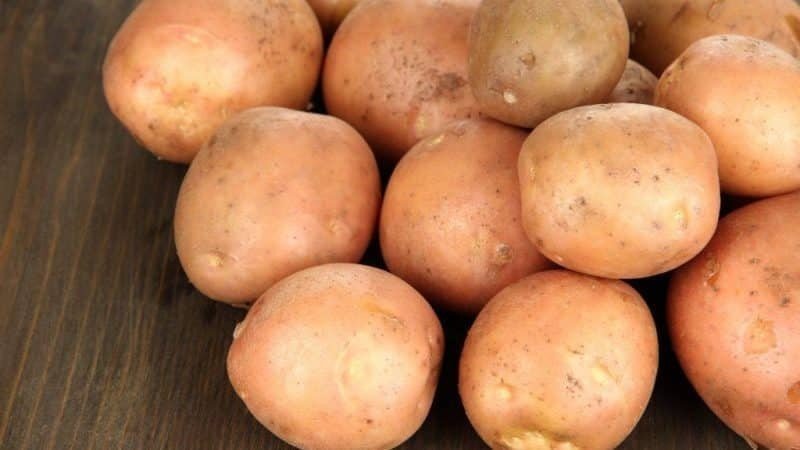 Неприхотливый среднеспелый сорт картофеля