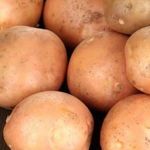 Неприхотливый среднеспелый сорт картофеля «Ирбитский» от отечественных селекционеров