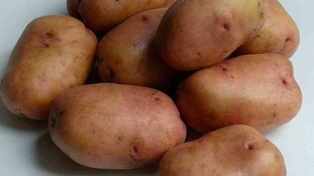 Лучшие сорта картофеля для средней полосы России с фото и описанием и отзывами садоводовтофеля