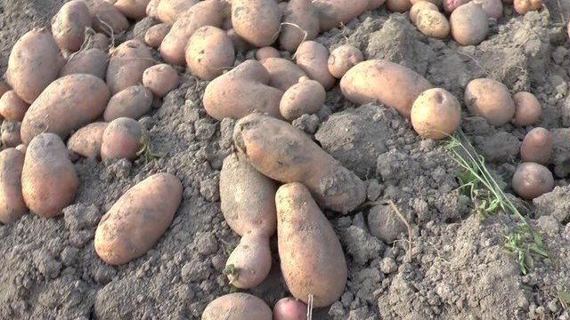 Описание и характеристики сорта картофеля Каменский